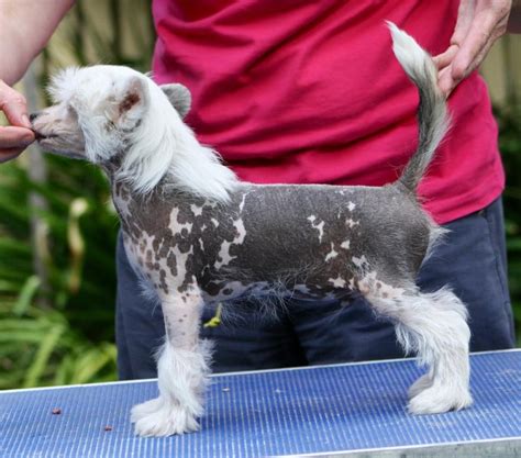 Liliah Im A Naked Toy Boy