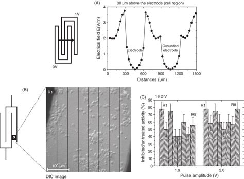 A The Local Electrical Field Strength Across The Electrodes Calculated Download Scientific