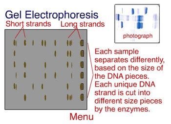 Animation - Chromatography & Gel Electrophoresis | TpT