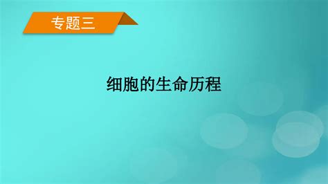 新高考适用2023版高考生物二轮总复习 专题3 细胞的生命历程 第1讲 有丝分裂与减数分裂课件word文档在线阅读与下载无忧文档