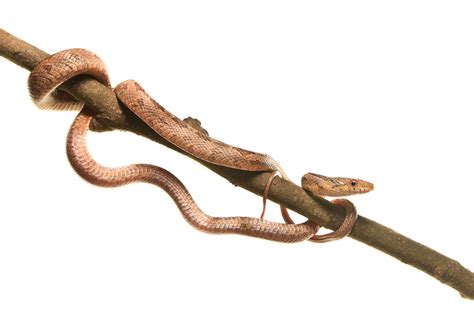 Yellow Rat Snake (juvenile) | Big Cypress National Preserve, Florida ...