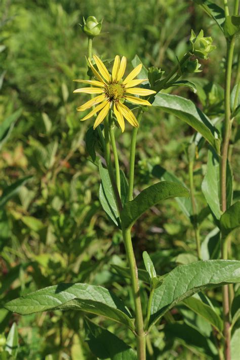 Vascular Plants Of North Carolina