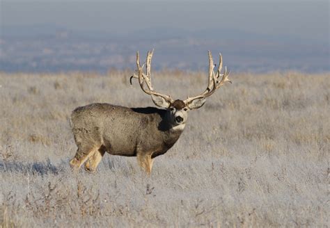 Big Mule Deer Buck Ray F Flickr