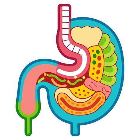 Gastrointestinal Tract Anatomy Clip Art And Vector Design With A White