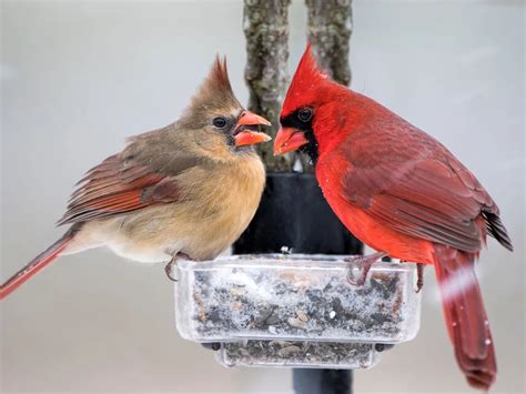 Do Cardinals Mate For Life Birdfact