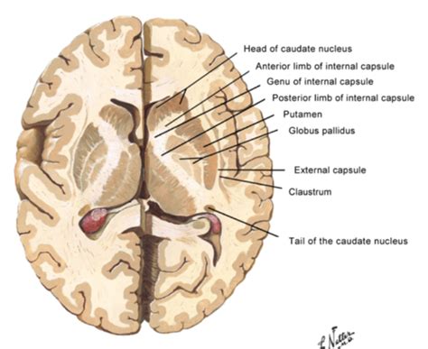 Basal Ganglia Flashcards | Quizlet