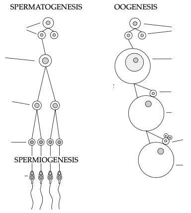 Gametogenesis Diagram Diagram Quizlet