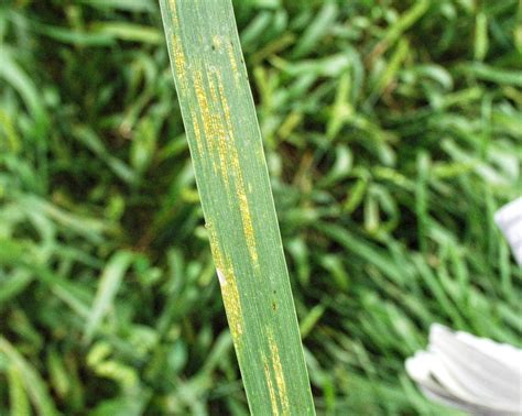 Wheat Rust AgriLife Today