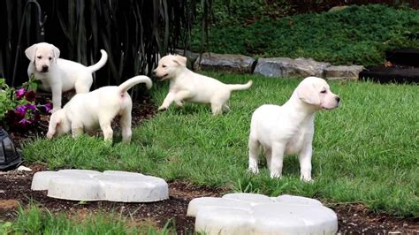 English Cream Lab Puppies For Sale - YouTube