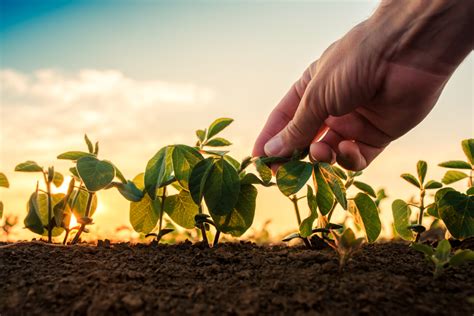 Mercado De Nematicidas Cresce Dez Vezes Em Safras No Brasil Agrorevenda