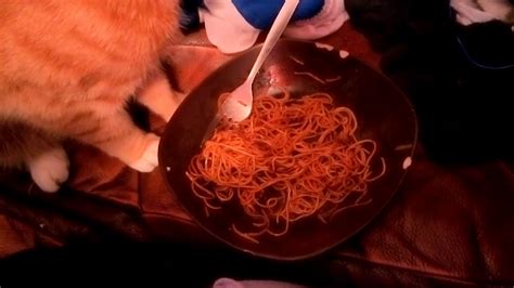 My Cat Likes Noodles Youtube