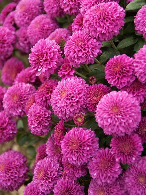 Chrysanthemum Small Wonder Bluestone Perennials