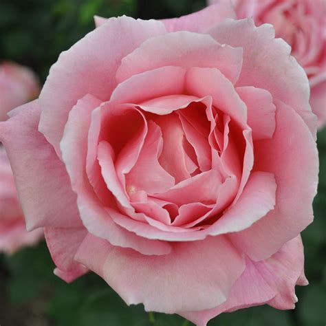 Tiffany Hybrid Tea Rose Bush Pink Heirloom Rose Nepal Ubuy