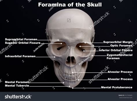 106 Orbital Foramen Images, Stock Photos & Vectors | Shutterstock