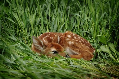 Baby Fawn Sleeping