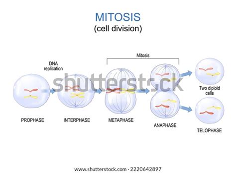 Mitosis Cell Division Vector Diagram Poster Stock Vector (Royalty Free) 2220642897 | Shutterstock