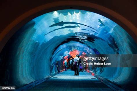 dubai tunnel stock  high res pictures  images getty images