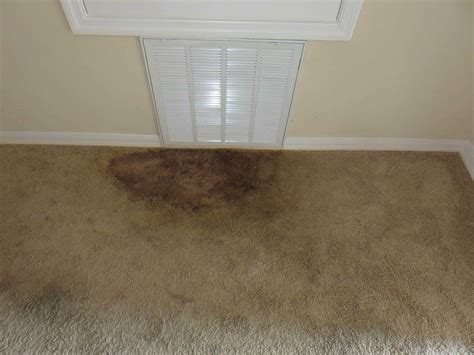 How To Get Mildew Stain Out Of Carpet At Skye Potts Blog