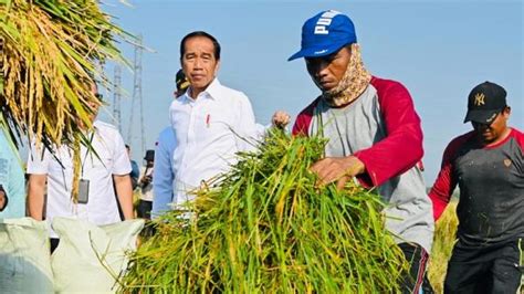 Panen Raya Padi Di Ngawi Jokowi Produktivitas Tiap Daerah Beda Beda