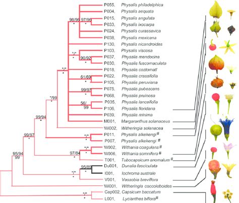 —phylogenetic Tree Of The Physaleae A Strict Consensus Mp Tree With Download Scientific