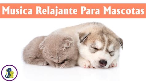 MUSICOTERAPIA Para Gatos Y Perros Inquietos O Nerviosos SIN ANUNCIOS