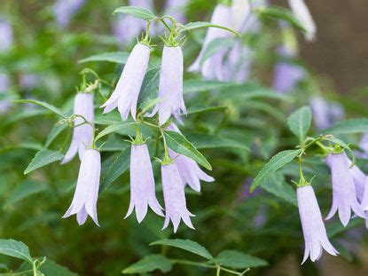 Bring On The Bellflowers: Campanula Varieties For Every Garden ...