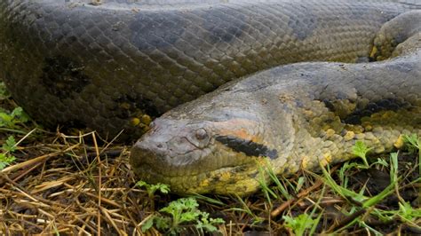what animal eats anacondas 7