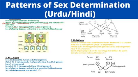 Patterns Of Sex Determination In Urdu Hindi Sex Linked Inheritance YouTube