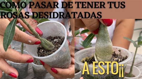 como rescatar tus rosas del desierto de la deidratación YouTube