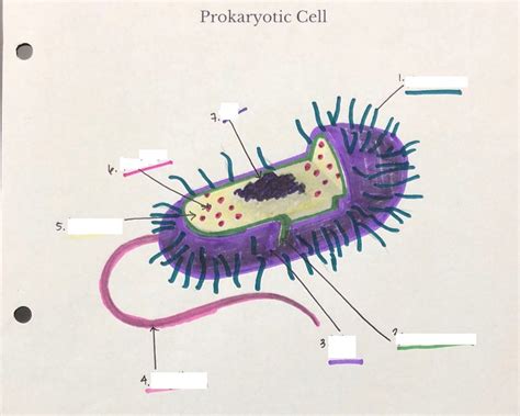 prokaryotic cell diagram Diagram | Quizlet 