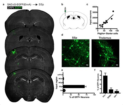 Circuit Specific Cortical And Thalamic Neuronal Neuronal Inputs To Ssp