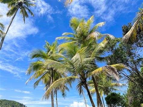 Palmeiras Altas Nas Praias De Itacar Bahia Na Trilha Das Praias