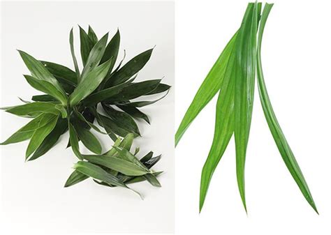 bentuknya hampir sama   perbedaan daun suji  daun pandan