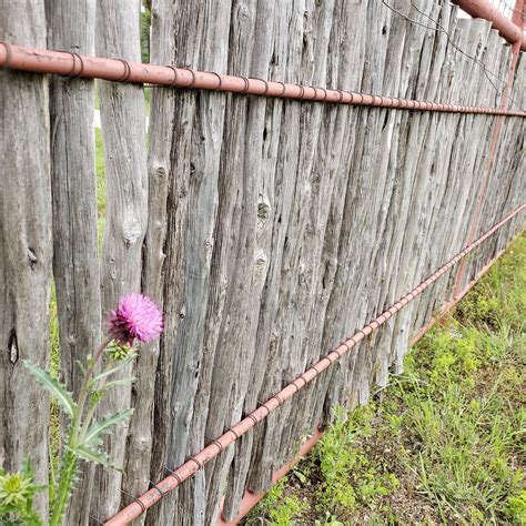 Wildflower Texas Wildflowers - Free photo on Pixabay - Pixabay