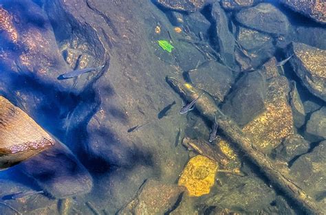 Sunfish Pond: A Brief History - Take a Hike!