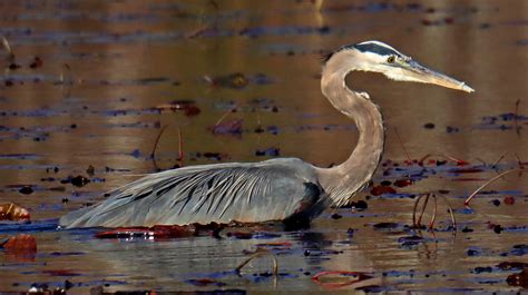 Herons and Egrets – Dannys Wildlife