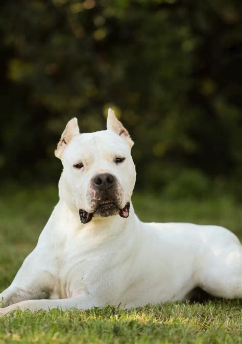 Dogo Argentino Características Da Raça Fotos Temperamento Web