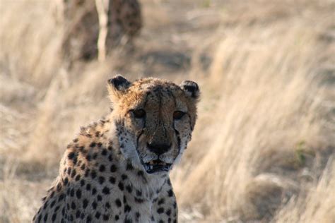 Africa Namibia 4 Free Photo Download | FreeImages