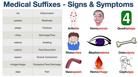 Medical Terminology Prefix Suffix Root Word List Course Off