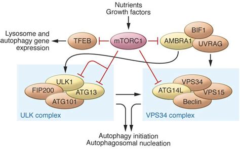 Mtor Autophagy Pathway