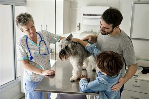 Taking Stock Of 2022 Veterinary Clinic Trends Vet Advantage