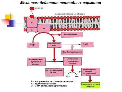 Эндокринная система человека. Гистология - презентация онлайн