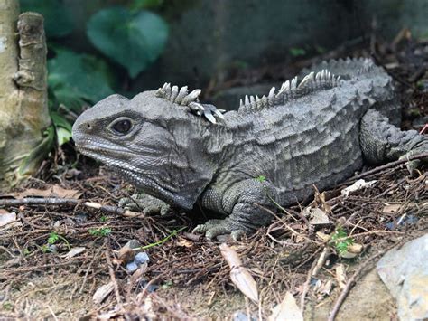 Tuatara Facts - CRITTERFACTS