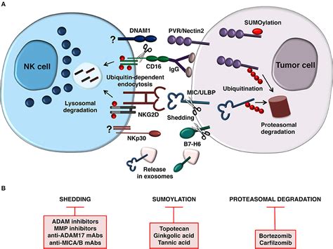 Frontiers Post Translational Mechanisms Regulating NK Cell Activating