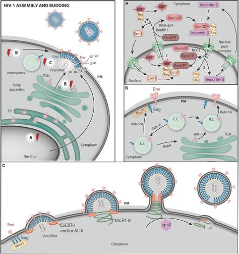 Frontiers Hiv Hijacking Of Host Atpases And Gtpases That Control