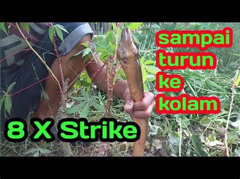 Mancing Belut Monster 8 Strike Penghuni Kolam YouTube