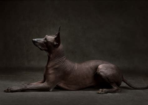 Xoloitzcuintli Guide Lifespan Size And Characteristics