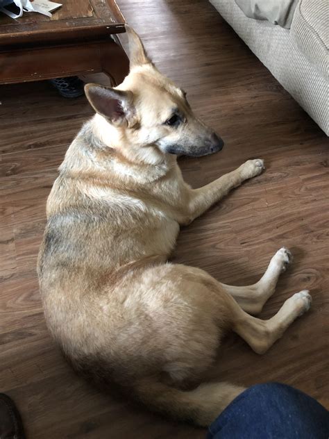 12/30 Lost Female Spayed German Shepherd - DU/Platt Park area : r/Denver