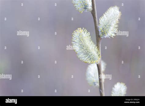 Beautiful Pussy Willow Buds Flowers And Branches Seasonal Forest Blooming Spring Vegetation
