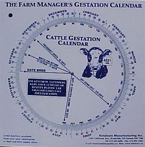 Cattle Gestation Calendar Calculate Birth Breeding Ebay